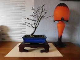 Tablette bonsaï