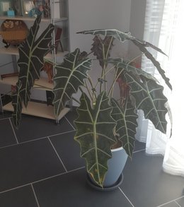 Alocasia sanderiana - Oreille d'éléphant