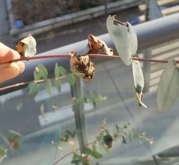 Eucalyptus gunnii maladie mystère