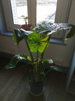 Quelle est cette plante ? Aidez moi !!!
