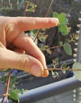 Eucalyptus gunnii maladie mystère