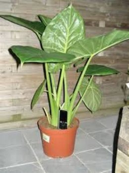 Quelle est cette plante ? Aidez moi !!!