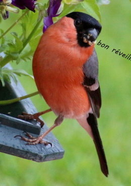 Absence d' oiseaux dans mon jardin