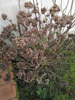 A quel endroit couper les hortensias ?