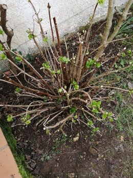 A quel endroit couper les hortensias ?