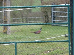 Absence d' oiseaux dans mon jardin