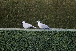 Absence d' oiseaux dans mon jardin