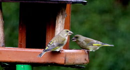 Absence d' oiseaux dans mon jardin