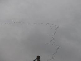 Absence d' oiseaux dans mon jardin