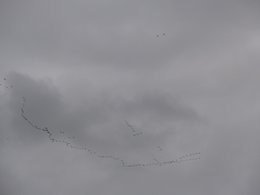 Absence d' oiseaux dans mon jardin