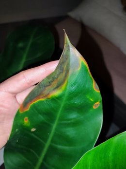 Qu'arrive-t-il à mon Philodendron grimpant?