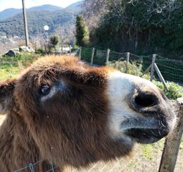 Au  petit coucou amical