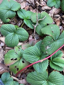 Feuilles de fraisier trouées