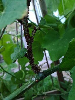 Points marrons apparus sur tige de chayote/christophine ?