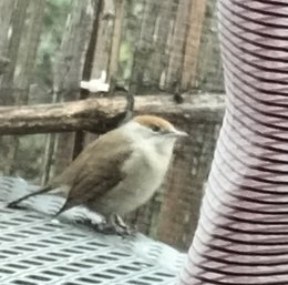 le squatteur de mon balcon