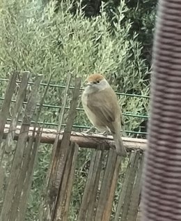 le squatteur de mon balcon