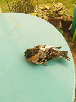 le squatteur de mon balcon