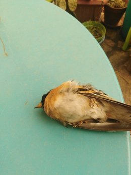 le squatteur de mon balcon