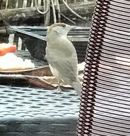 le squatteur de mon balcon