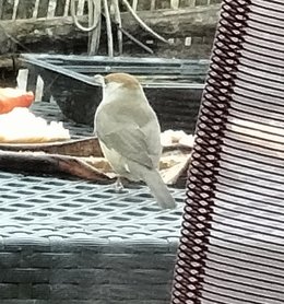 le squatteur de mon balcon