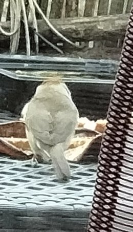 le squatteur de mon balcon