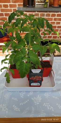 plants de tomates