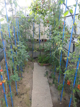 plants de tomates