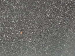 Insecte terreau