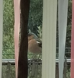 le squatteur de mon balcon