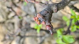 Pommier - boules sur les branches