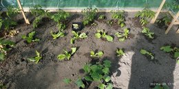 plants de tomates