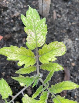 Tomates malades?