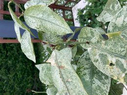 Feuilles jaunies sur citronnier