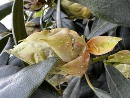 Points blancs sur rhododendron