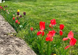 pivoines centenaires