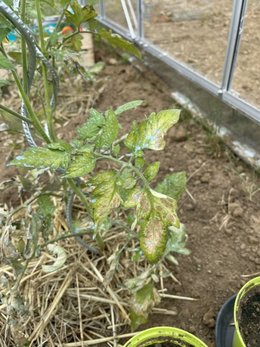 Problème de tomates sous serre…