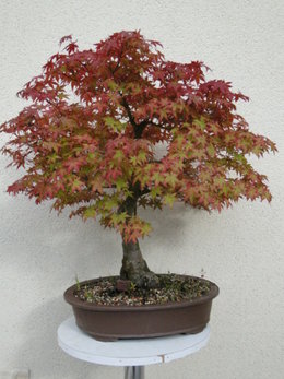 Mon acer palmatum va mal