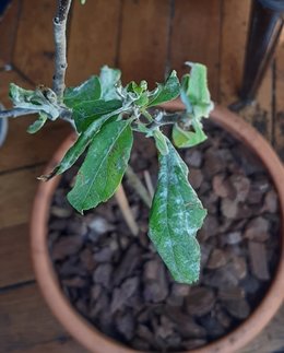 Feuilles de mon pommier