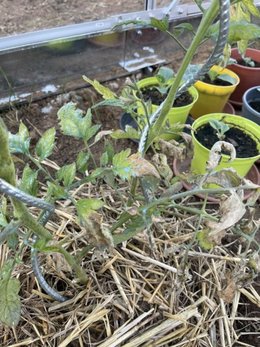 Problème de tomates sous serre…