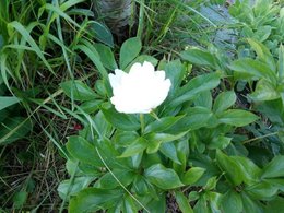 Ma pivoine change de couleur