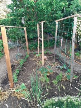 Courgette 'Ronde de Nice'