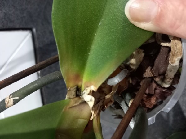 Comment Récupérer Orchidée Qui Semble Avoir Dépérit Orchidée qui dépérit | Forum jardinage