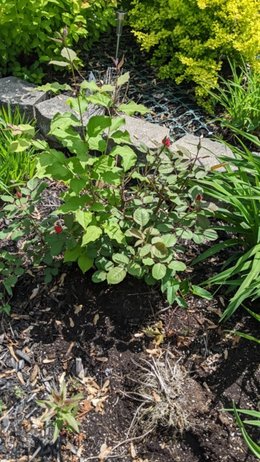 est-ce une mauvais herbe?