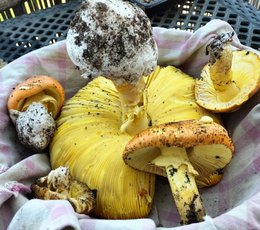 Avez-vous déjà cultivé un kit de champignons ?