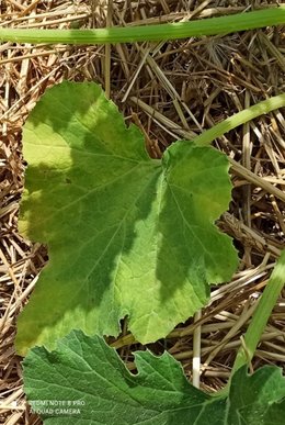 Feuilles de courgettes qui jaunissent