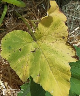 Feuilles de courgettes qui jaunissent