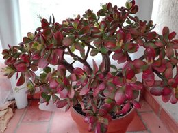 Cherche conseils pour entretien du Crassula ovata