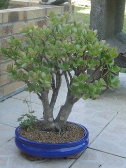 Cherche conseils pour entretien du Crassula ovata