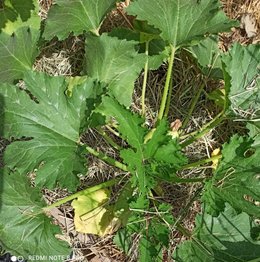 Feuilles de courgettes qui jaunissent