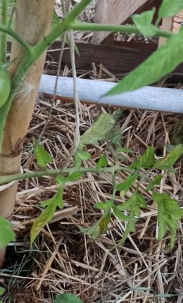 Feuilles de courgettes qui jaunissent